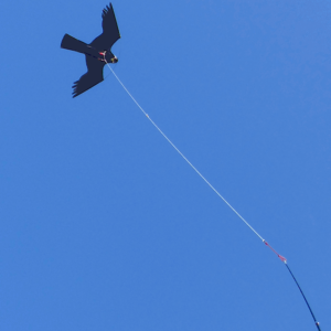 Hawk Kite bird scarer